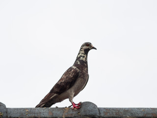 pigeon on white background