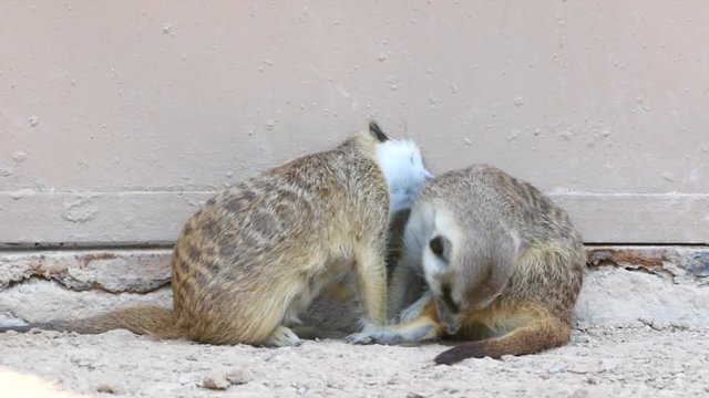 A pair of Meerkat (Suricata suricatta) grooming each other against the rocks in the desert.