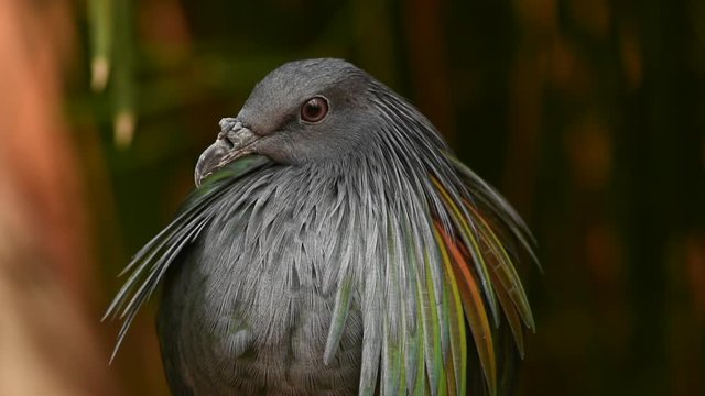 A close up of a nicobar pigeon (dove) (Caloenas nicobarica) perched on a tree branch, calmly looks around the environment allowing a view of beautiful glossy green and black colours.