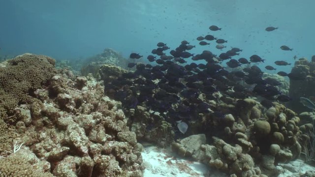 Tropical fishes swim over Coral reef landscape, Caribbean Sea