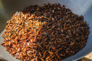 Roasted Gryllus bimaculatus in pan