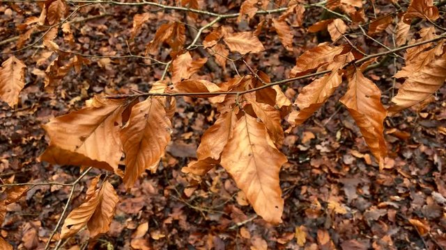 Copper coloured Beech leaves sway in the breeze against the background of fallen leaves in an English forest.