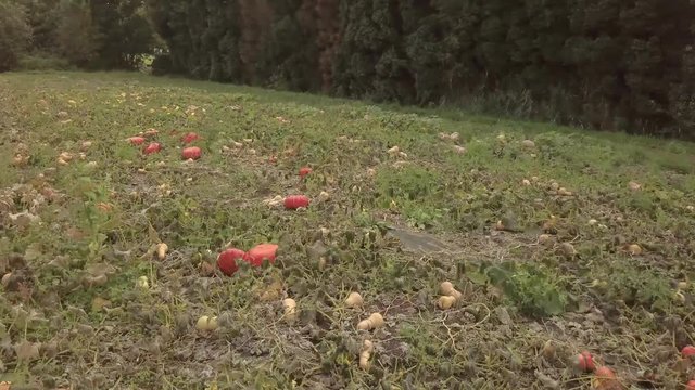 Flyover of a pumpkin field. Ripe pumpkins on the field for Halloween. Harvest of pumpkins in fall. Pumpkin vines. Different types of pumpkins. Drone shot.