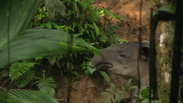 A sleepy Tapir hidden behind plants, yawning and licking his nose - Close up