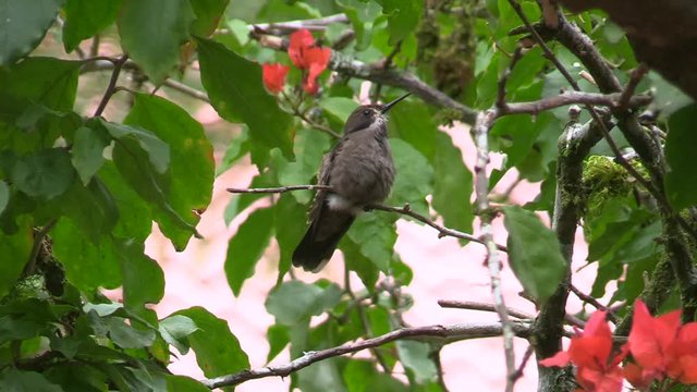 A small, beautiful Brown Violetear Hummingbird sticking it's ears out and listening for calls, also sticking it's tongue out to clean for residual nectar - Tilt up