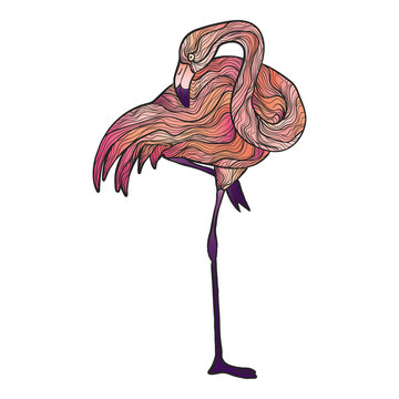 recommend clip art: Vector hand drawn bright flamingo illustration isolated on white background. Stock vector illustration of pink bird in modern style. Colorful pink flamingo summer illustration.