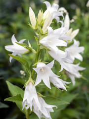 Purple Bellflowers (Campanula) in the garden