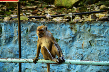 マレーシアの野生の猿