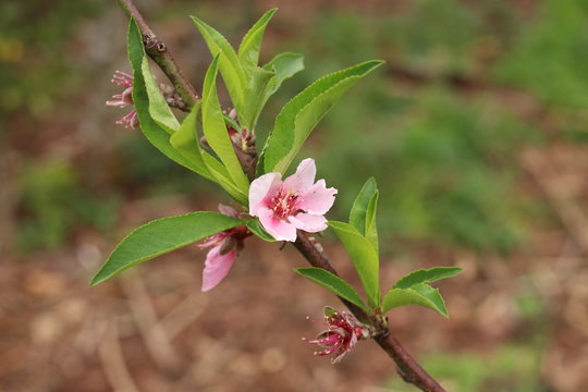รูปภาพBroto เลือกดูภาพถ่ายสต็อก เวกเตอร์ และวิดีโอ1,236 Adobe Stock