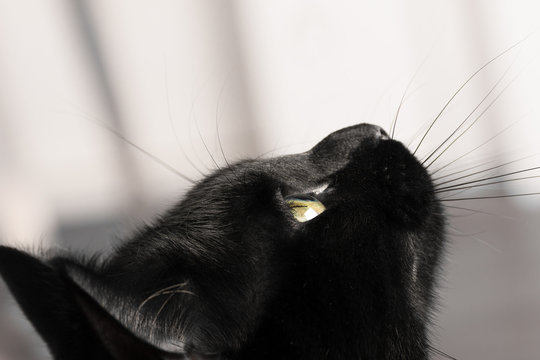 Gato negro de ojos verdes, mirando atentamente.
