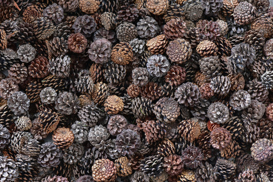 Christmas background of pine cones
