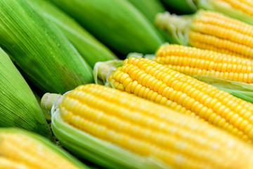 Fresh ripe corn in street market, close-up. Peeled ears of sweet corn with yellow grains. Organic...