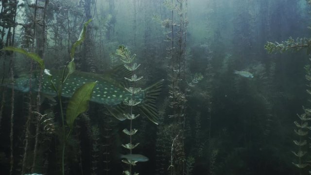 Northern Pike in underwater forest