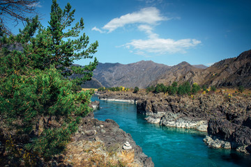 Turquoise Katun river in a deep rocky gorge surrounded by high mountains under blue sky on sunny autumn day. Green coniferous trees grow on the stony banks of Siberian river.