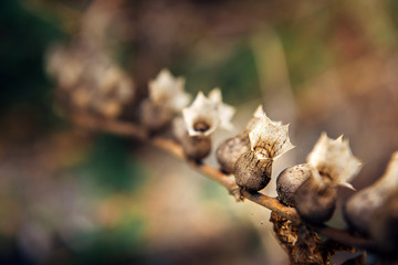 Hyoscyamus niger, black henbane branch or stinking nightshade, macro. Dry henbane flowers with seeds on blurry background, close up. Natural autumnal backdrop.
