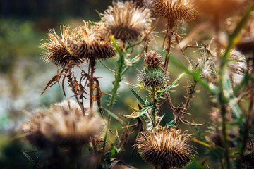 Dry Thistle, close-up. Fluffy prickly plants, selective focus. Autumn natural blurred background. Thorny Thistle bush.