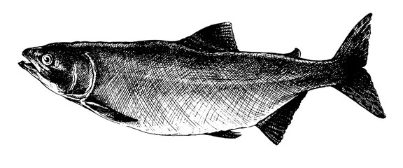 Salmon, fish collection. Healthy lifestyle, delicious food. Hand-drawn images, black and white graphics.