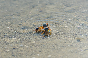 Small sand and mole crabs at low tide in the buffalo bay, called Ao Khao Kwai in Thai, a beautiful beach on the island Ko Phayam in Thailand