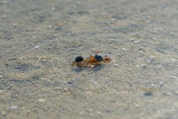 Small sand and mole crabs at low tide in the buffalo bay, called Ao Khao Kwai in Thai, a beautiful beach on the island Ko Phayam in Thailand