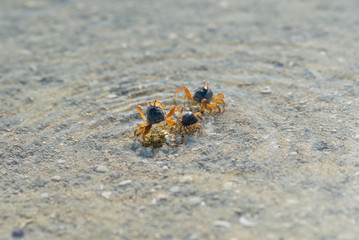 Small sand and mole crabs at low tide in the buffalo bay, called Ao Khao Kwai in Thai, a beautiful beach on the island Ko Phayam in Thailand