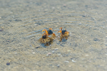 Small sand and mole crabs at low tide in the buffalo bay, called Ao Khao Kwai in Thai, a beautiful beach on the island Ko Phayam in Thailand