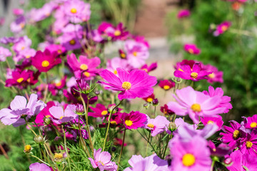 Beautiful cosmos flowers