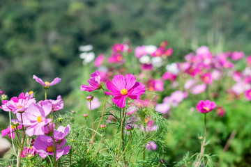 Beautiful cosmos flowers