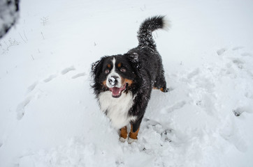 bernese mountain dog with snow on a nose on winter snowy weather. funny pet