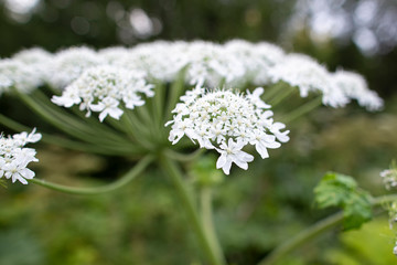 Flowering of dangerous, toxic hogweed Heracleum or cow parsnip on a summer day.