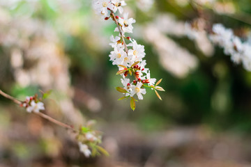 Guttiferae flower blossom