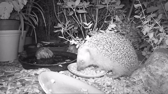 European hedgehog feeding cat food in garden during night time.