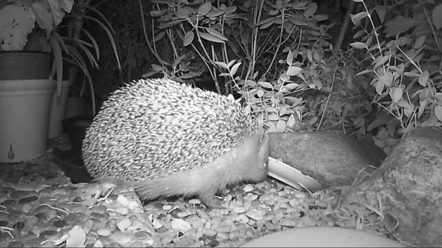 Time lapse of European hedgehog in garden during night time.