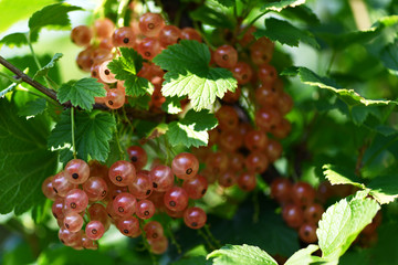 White currant. A lot of white currants on a green Bush in the garden. Summer harvest background