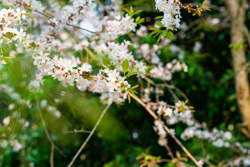 Guttiferae flower blossom