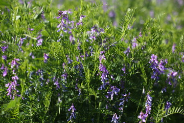 beautiful purple flowers in the garden on a sunny day