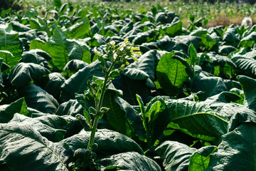 Tobacco planting in northern Thailand