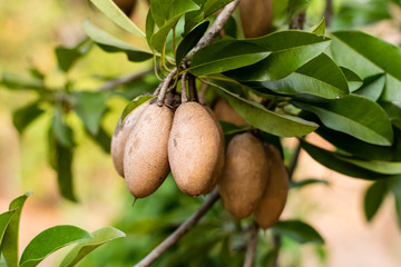 Sapodilla fruit on tree