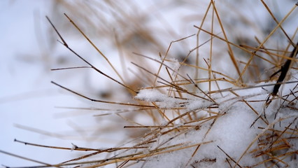  Snow on the branches and leaves of plants. Winter natural background for your design.