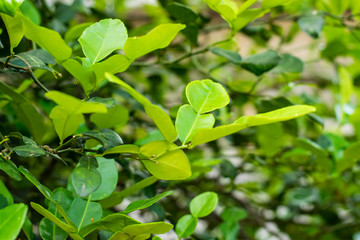 Fototapeta na wymiar Bergamot green leaf