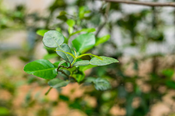 Bergamot green leaf