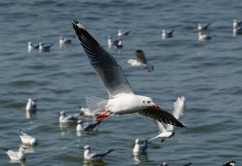 Seagull is flying in the sky