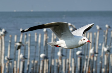 Seagull is flying in the sky