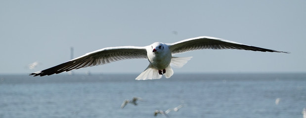 Seagull is flying in the sky