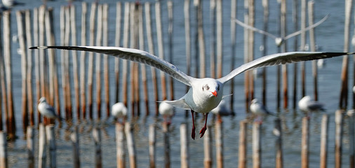 Seagull is flying in the sky