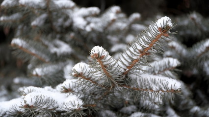  Snow on the branches and leaves of plants. Winter natural background for your design.