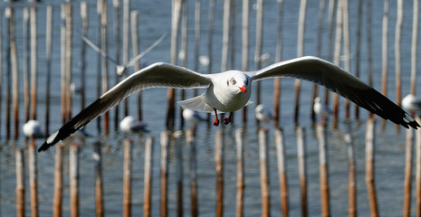 Seagull is flying in the sky