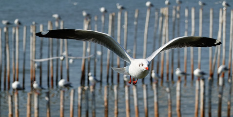 Seagull is flying in the sky