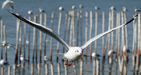 Seagull is flying in the sky