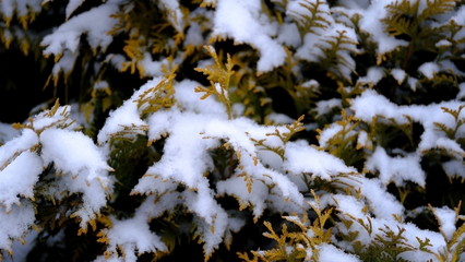  Snow on the branches and leaves of plants. Winter natural background for your design.