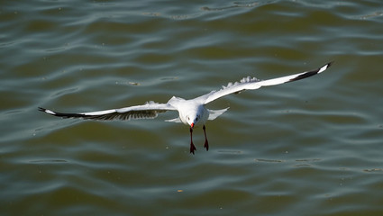 Seagull is flying in the sky